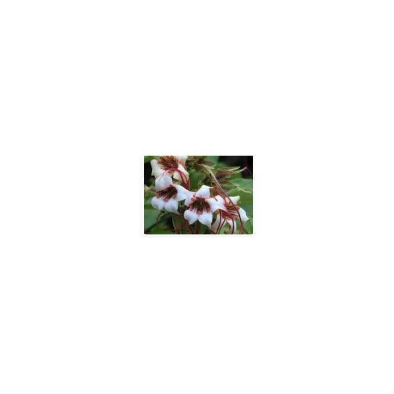 Quabain G-Strophanthin / Crataegutt / Hispidu Mixture 120ml
