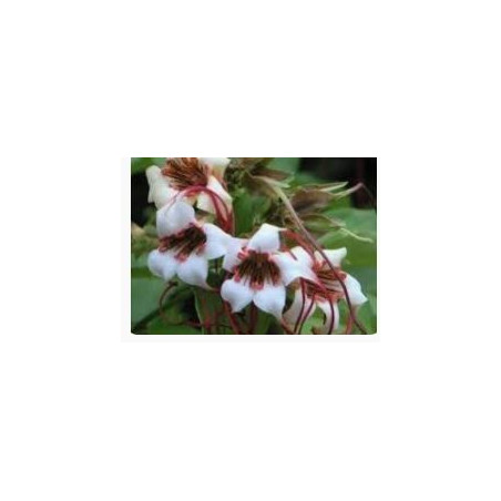 Quabain G-Strophanthin / Crataegutt / Hispidu Mixture 120ml